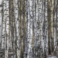 Les forêts de boulots sont magnifiques dans cette région du lac Baïkal - Sibérie – Russie