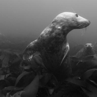Phoques de l'archipel des iles Farne – Angleterre